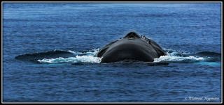 ГРЕНЛАНДСКИЙ КИТ У БЕРЕГОВ ШПИЦБЕРГЕН