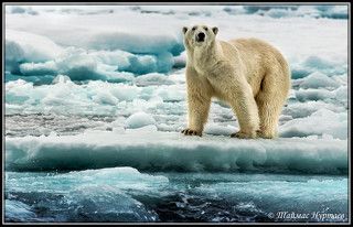 ВЕЧНЫЙ СТРАННИК У КРОМКИ ЛЬДОВ СЕВЕРНОГО ЛЕДОВИТОГО ОКЕАНА