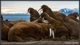 МОРЖИ НА ПЛЯЖНОМ БЕРЕГУ ОСТРОВОВ  ШПИЦБЕРГЕН