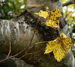 Я ТЕБЯ НЕ ЗАБУДУ