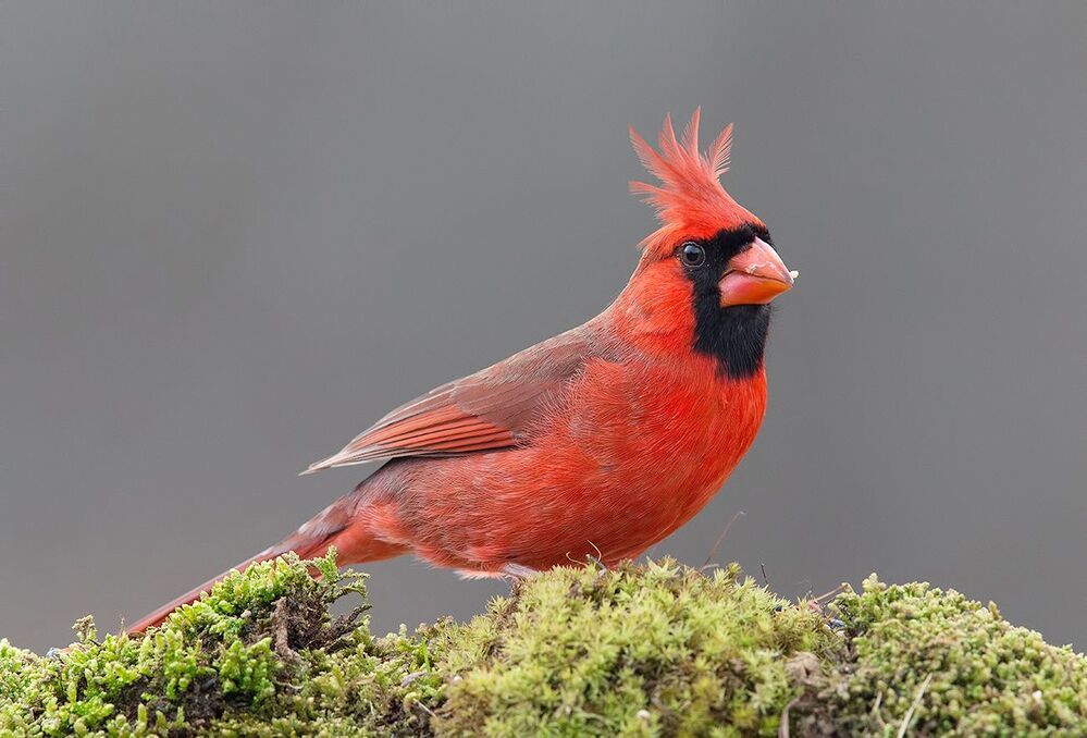 Красный кардинал cамец и самка - Northern Cardinal male and Female