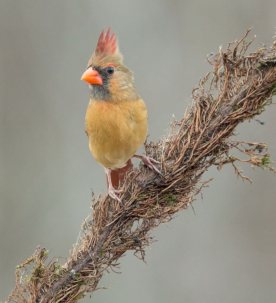 Красный кардинал cамец и самка - Northern Cardinal male and Female