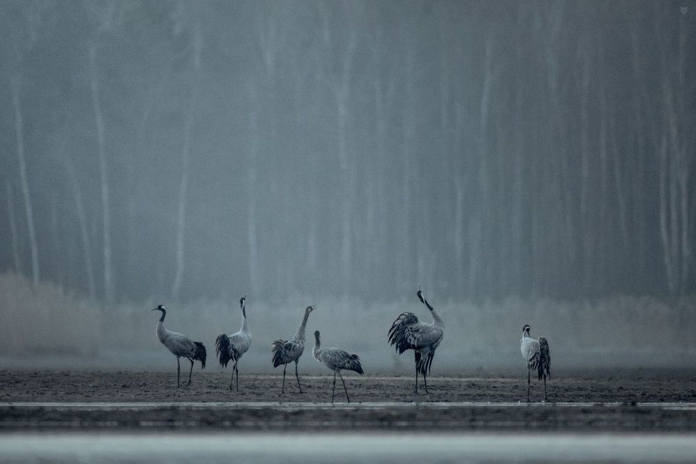 Cranes sleeping place