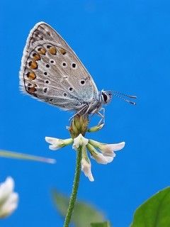 голубянка на гол...синем