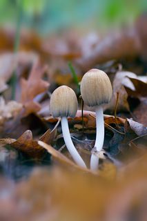 Две сестрицы