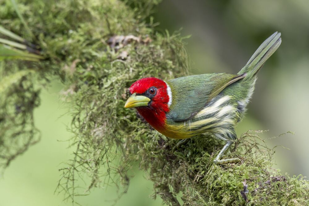 Red-headed Barbet (Eubucco bourcierii) Barbudo Cabecirrojo (Ruano) R