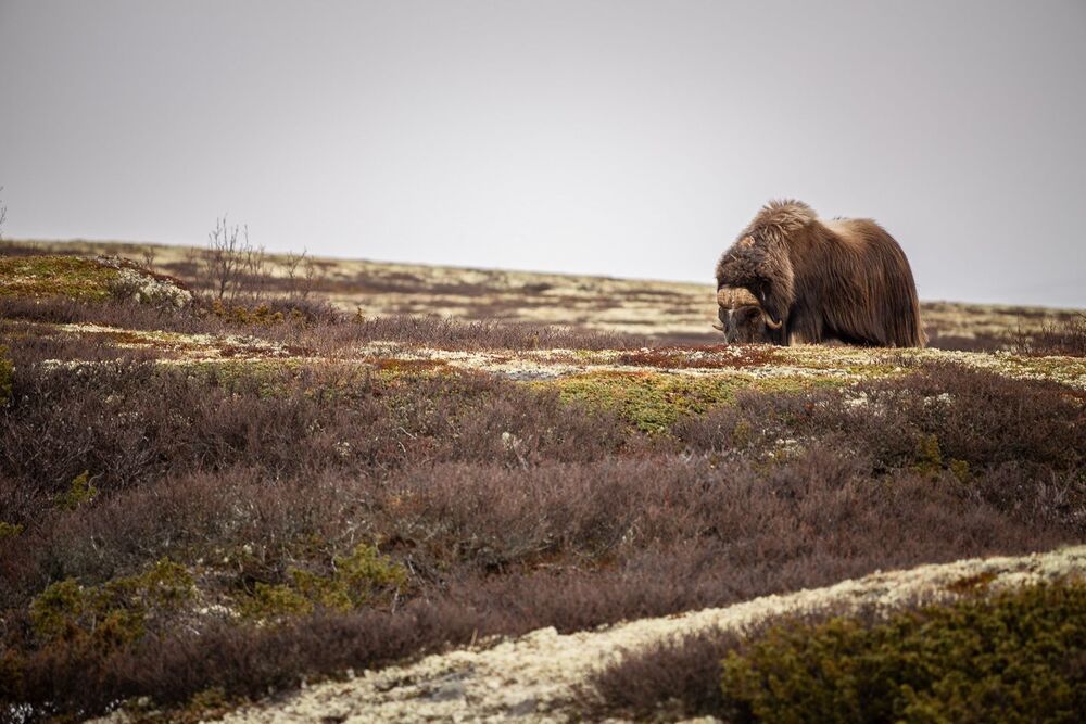 Muskox from Dovrefjell mountains, middle Norway, springtime.