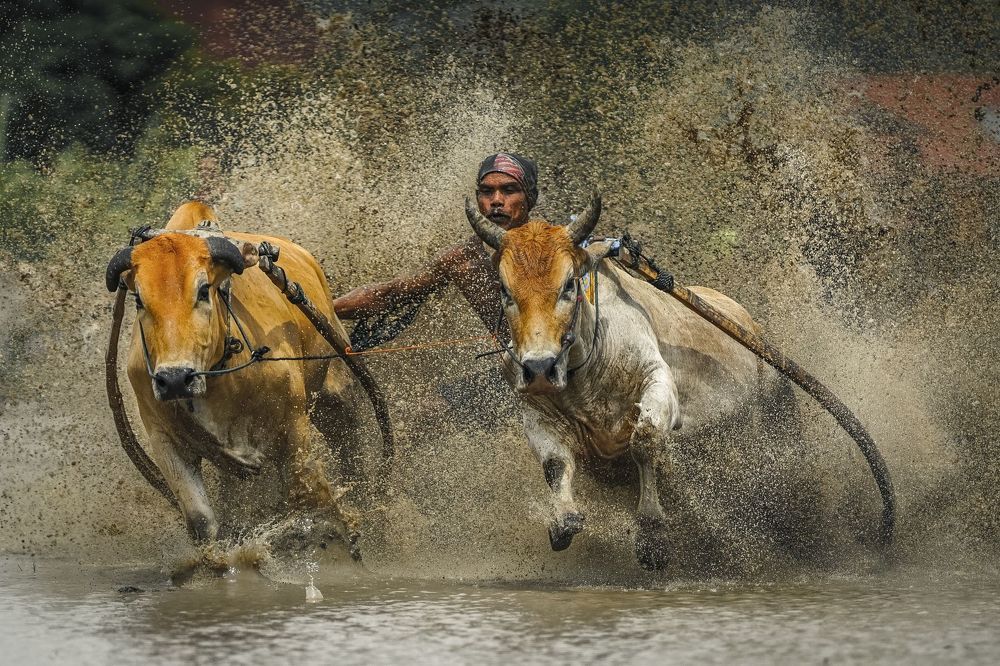 Pacu Jawi (Cow Race)