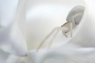 паук-бокоход