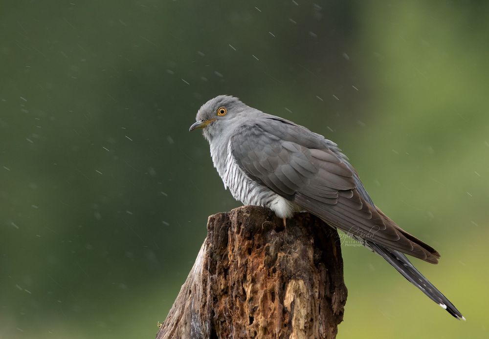 Cuckoo