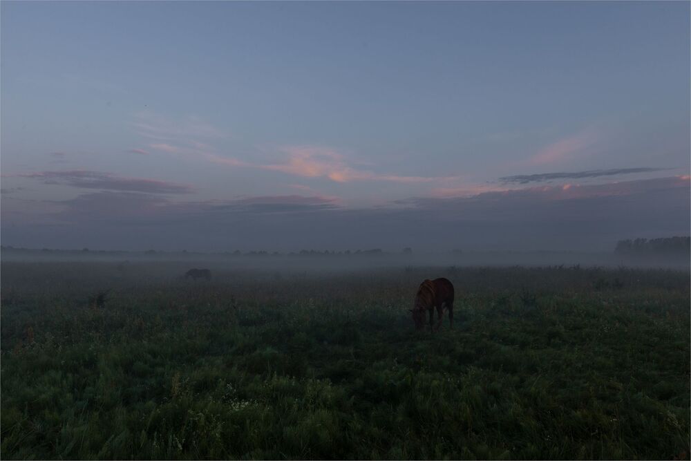 horse daydreaming...