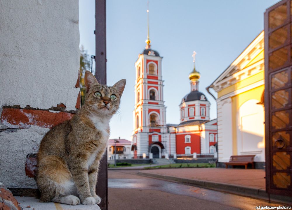 Православные коты