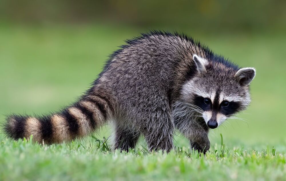Малыши Енот-полоскун -Raccoon