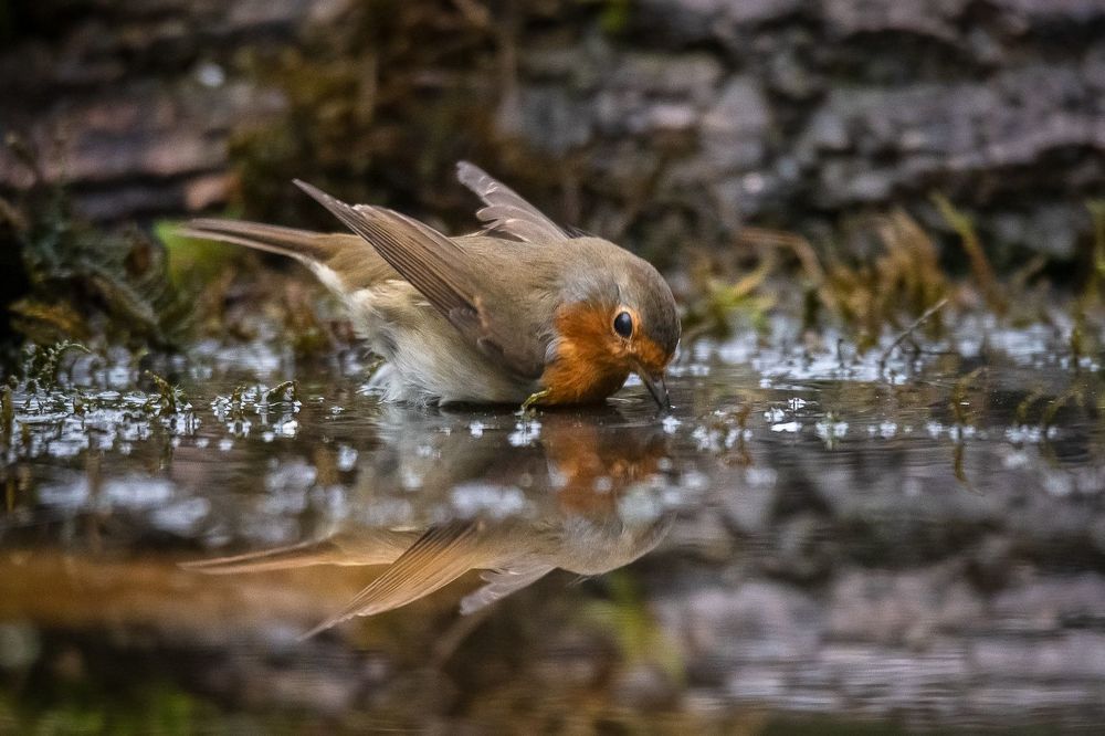 Robin at drinkstation