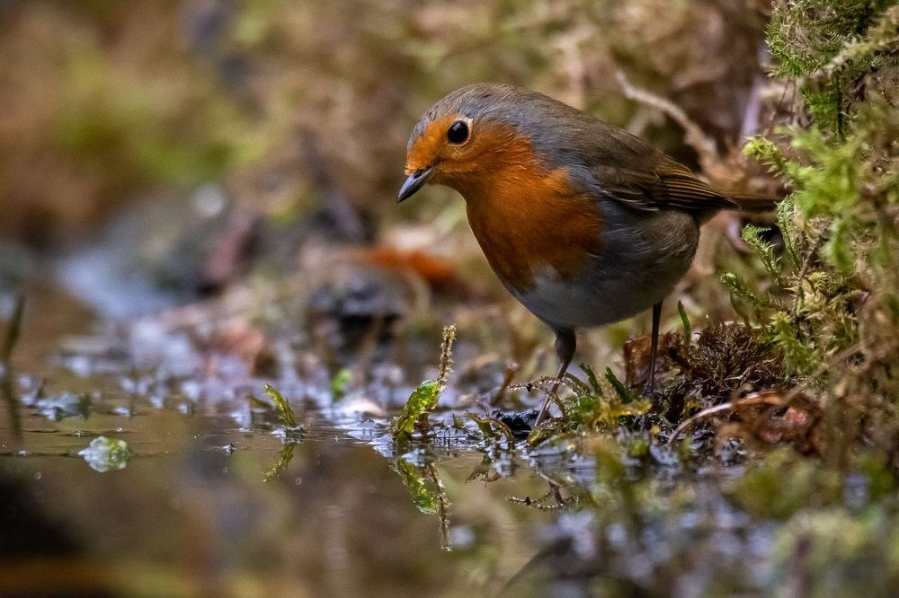 Robin at drinkstation