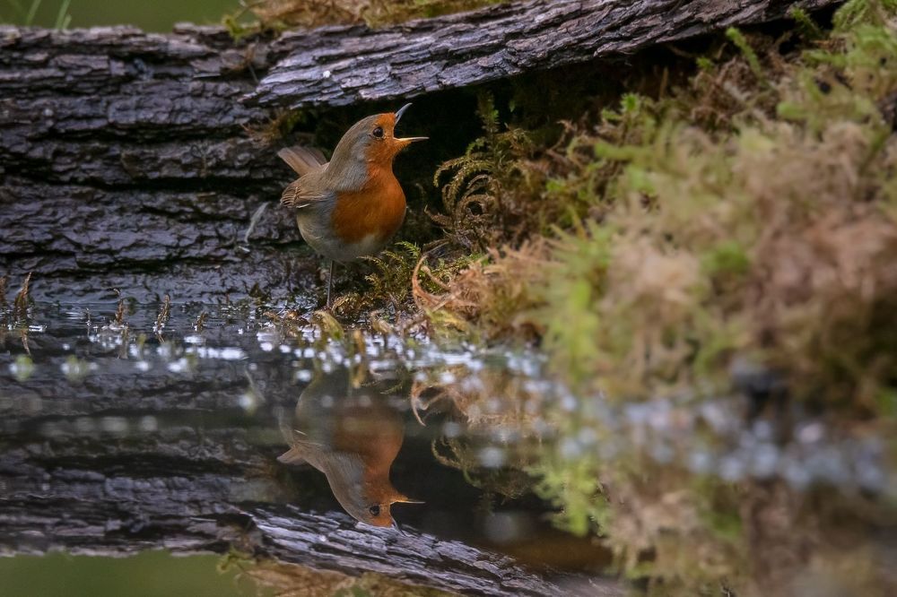 Robin at drinkstation