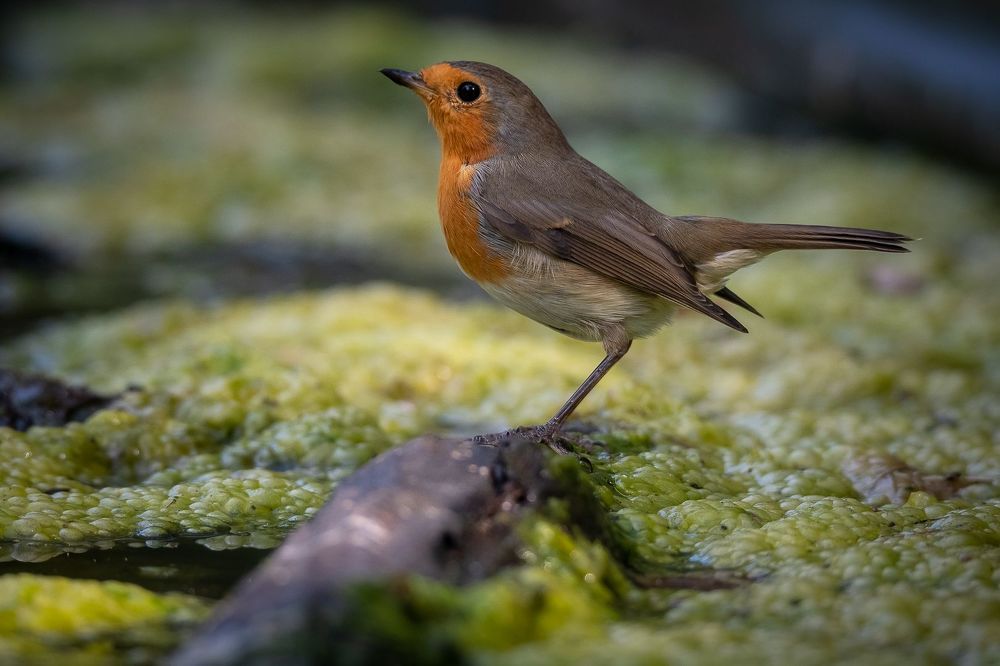 Robin at drinkstation