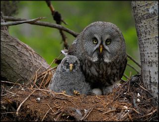 Семейный портрет в интерьере