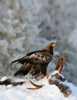 Зимний прокорм