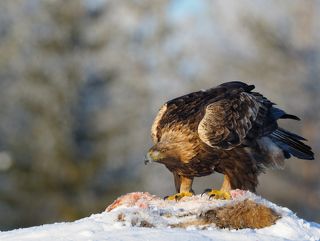 мощная птица беркут