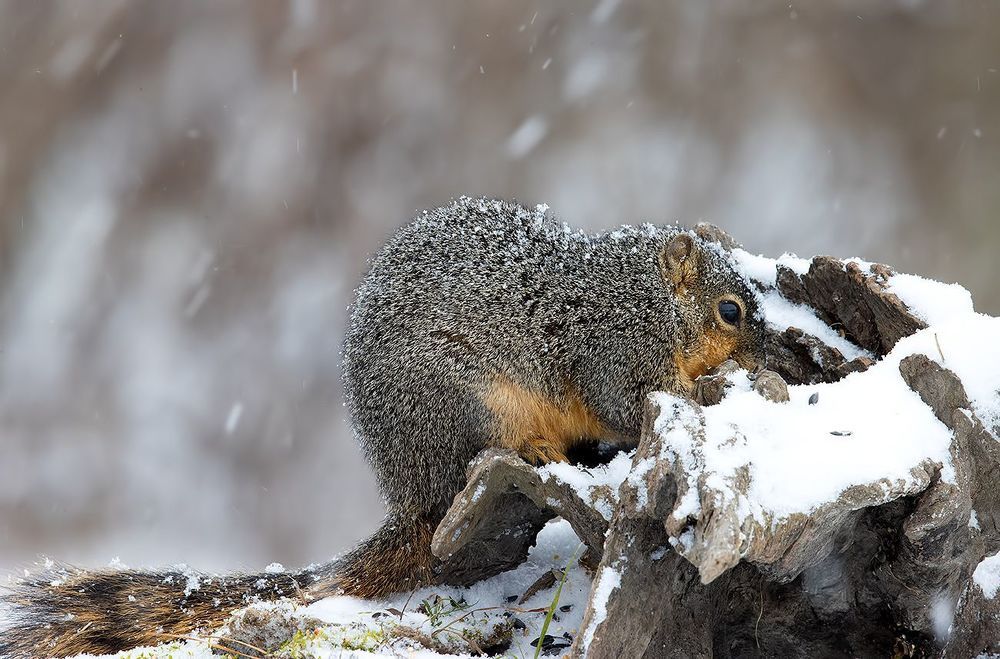 Fox Squirrel in Snow - Лисья Белка