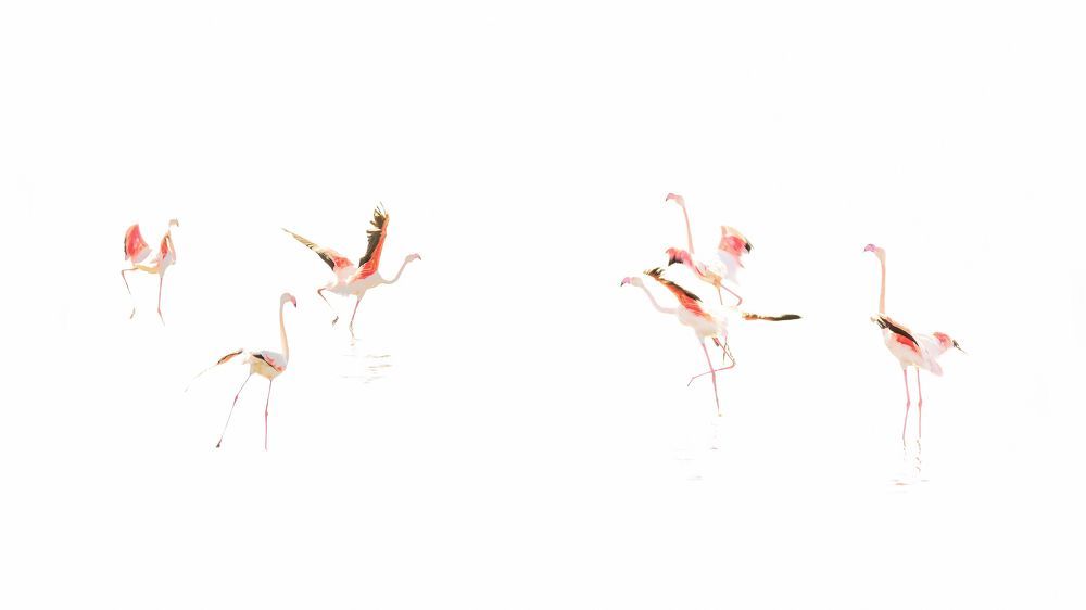 Flamingos in Sardinia, Park of Molentargius in Cagliari