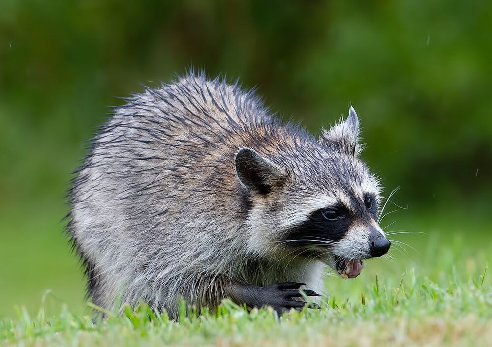 Енот-полоскун -Raccoon
