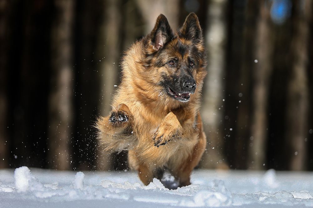Кайзер