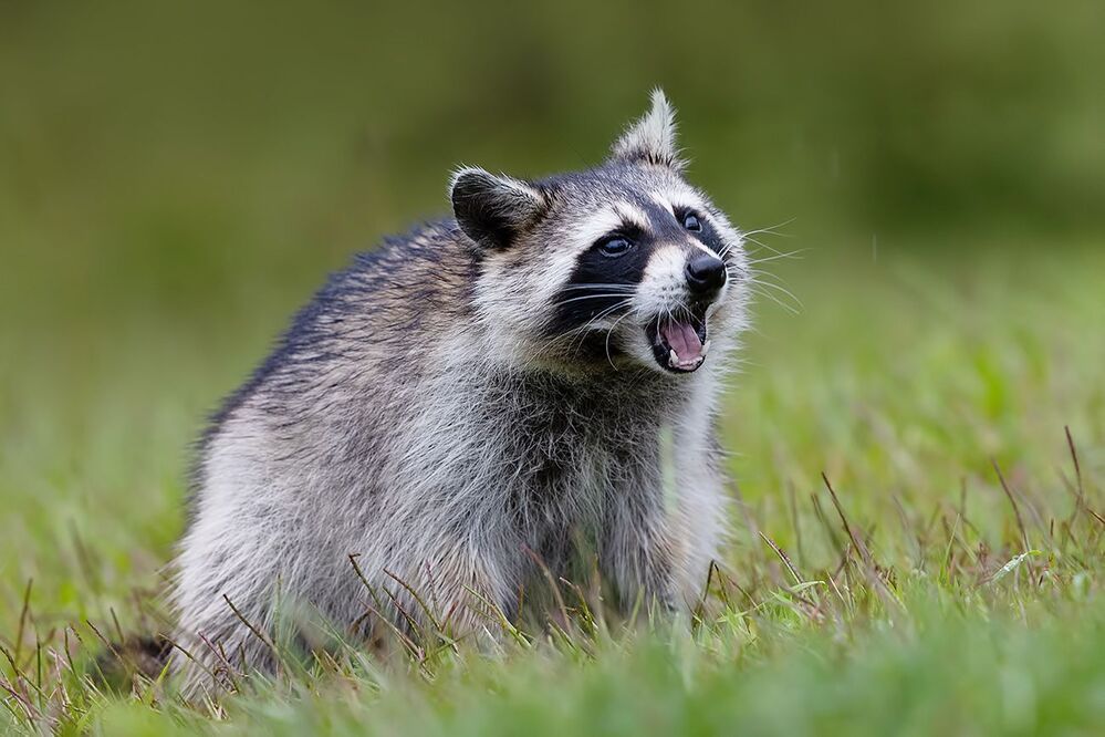 Енот-полоскун -Raccoon