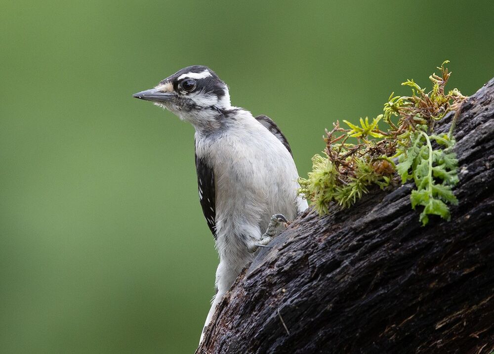 Downy woodpecker Female - Пушистый дятел. самка