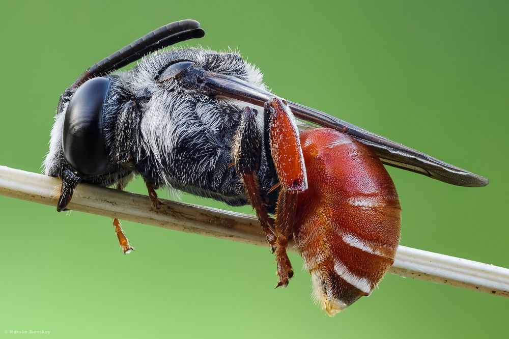 Sphecodes