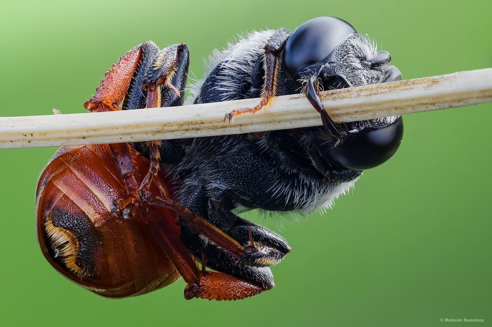 Sphecodes