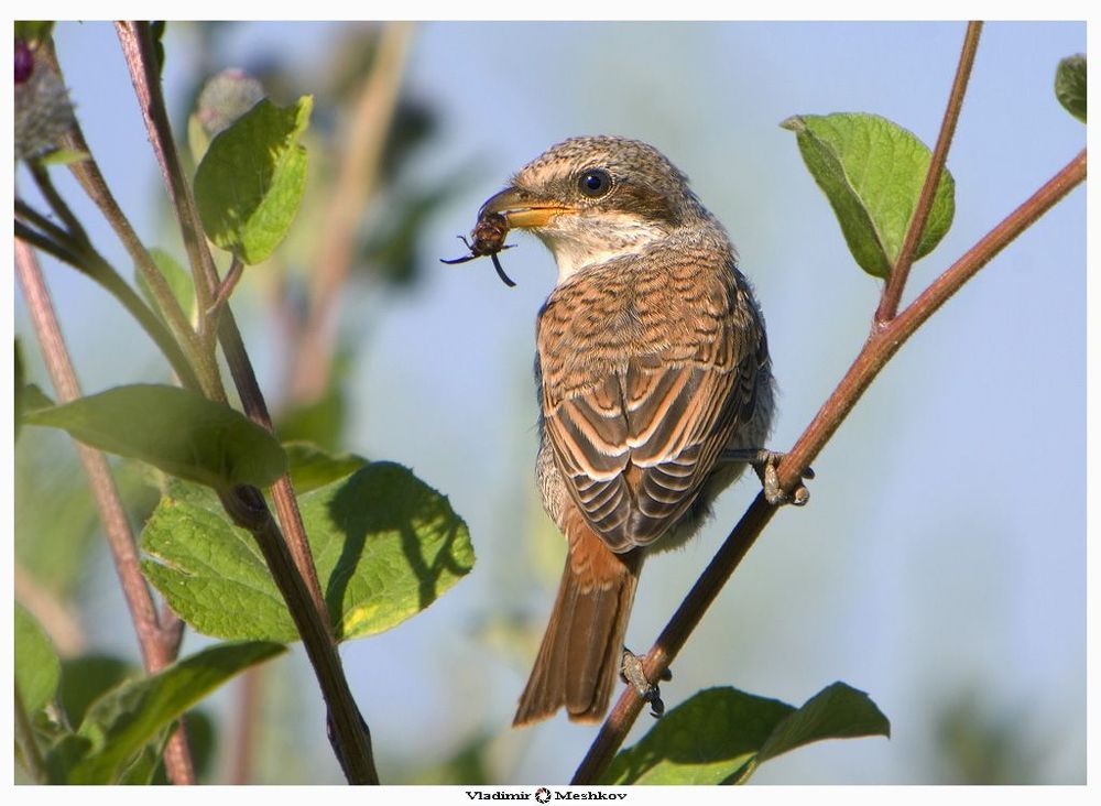 Сорокопут-жулан (Lanius collurio Linnaeus).
Отряд Воробьинообразные (Passeriformes).

Самый обычный сорокопут нашей фауны, по размерам немного превосходит воробья. Голова самца серая, спина рыжевато-бурая, низ белый с розоватым налётом. От клюва через глаз к уху проходит чёрная полоса. Самка сверху 
бурая, нижняя сторона тела светлая с едва заметным тёмным поперечным рисунком. Прилетает поздно, как правило, в начале мая. По прилёту занимает гнездовые биотопы - закустаренные луга, вырубки, посадки, опушки лесов, окраины населённых пунктов. Гнездо строит в густом кустарнике, в зарослях бурьяна, на ёлочках. Дно и стенки постройки толстые и плотные; материалом для неё служат грубые стебли и длинные 
листья травянистых растений (преимущественно злаков), концы которых торчат в разные стороны. Кладка из 5-6 желтоватых, розоватых или слегка зеленоватых яиц, густо покрытых мелкими бурыми или коричневатыми пятнышками и крапинками, образующими скопление в виде венчика у тупого конца. 
В июле молодые покидают гнездо, а в сентябре проходит отлёт.