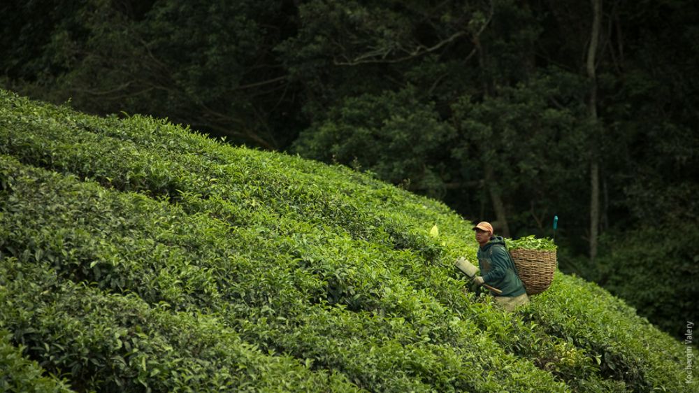 Cameroon highland - Malaysia