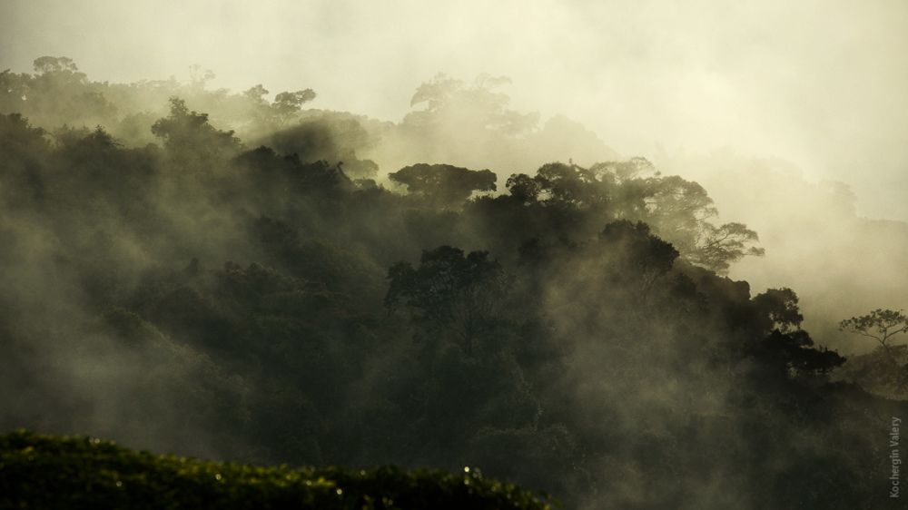 Cameroon highland - Malaysia
