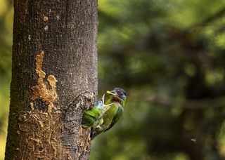 Открой клюв!
