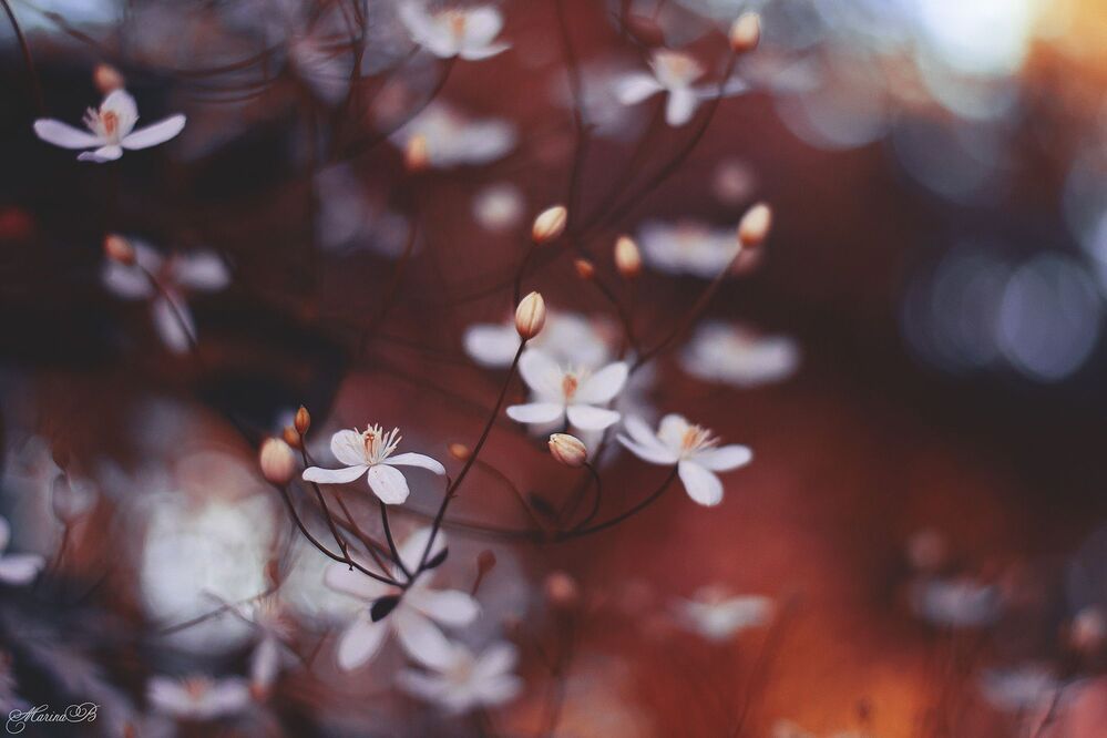 Mystery morning