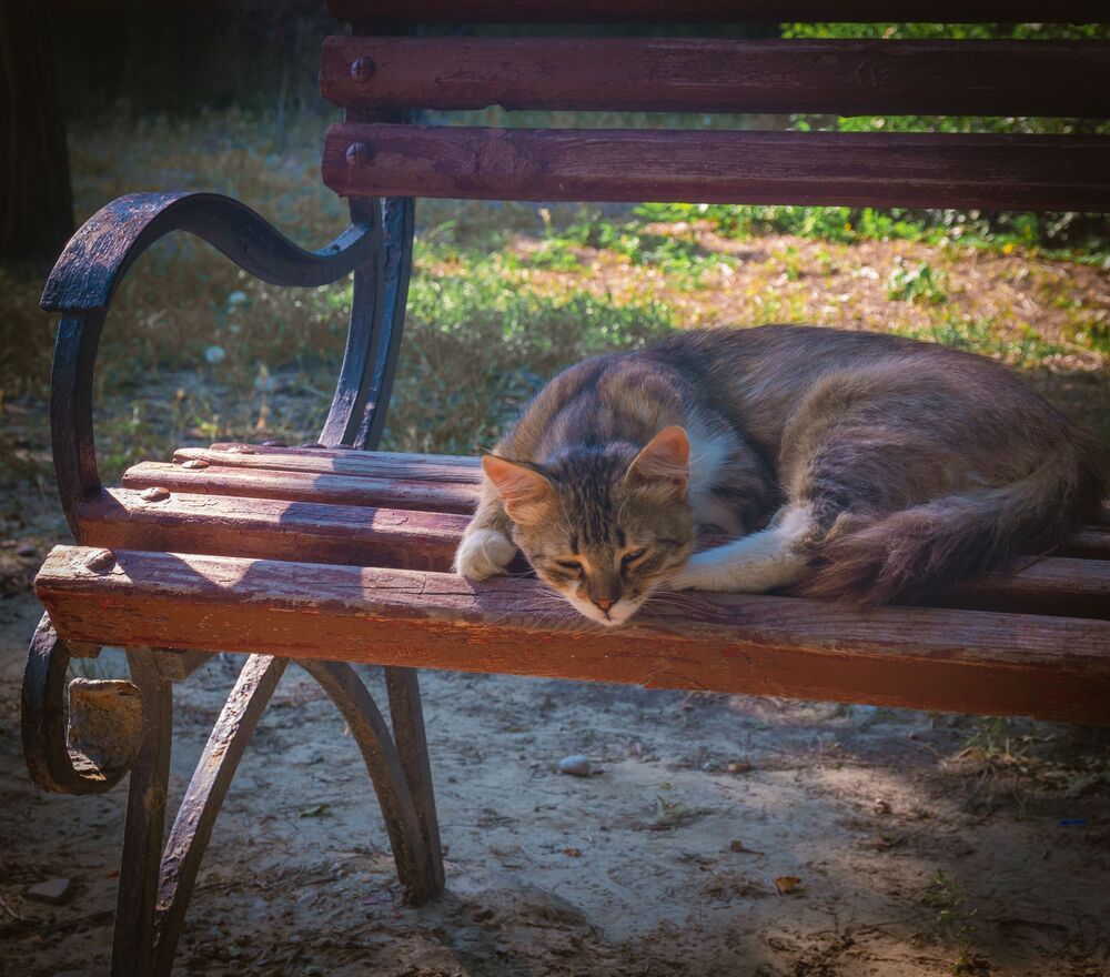 Photo 2012155
