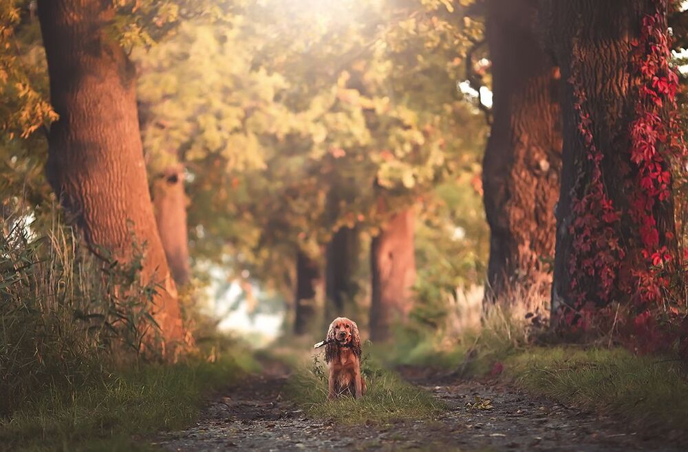 Autumn