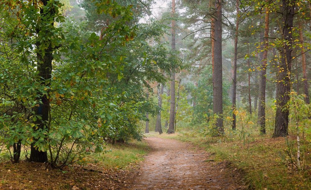Пустеют рощи, птиц не слышно боле