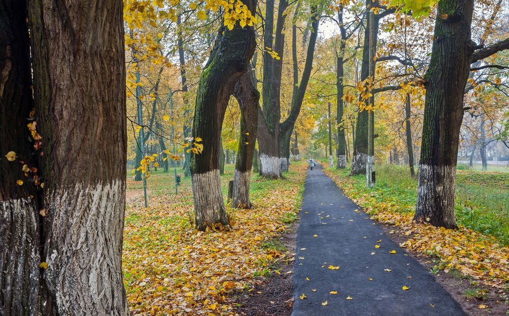 В осеннем парке