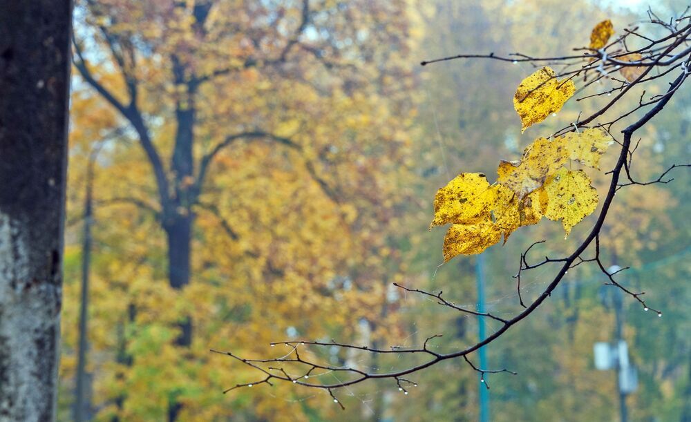 В осеннем парке