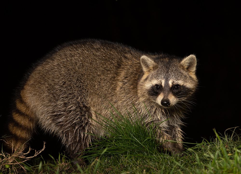 Енот-полоскун -Raccoon