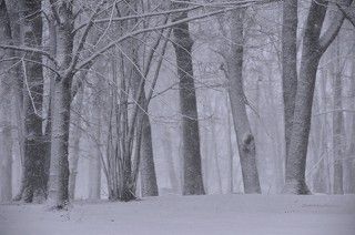 Россия.Псковская область.