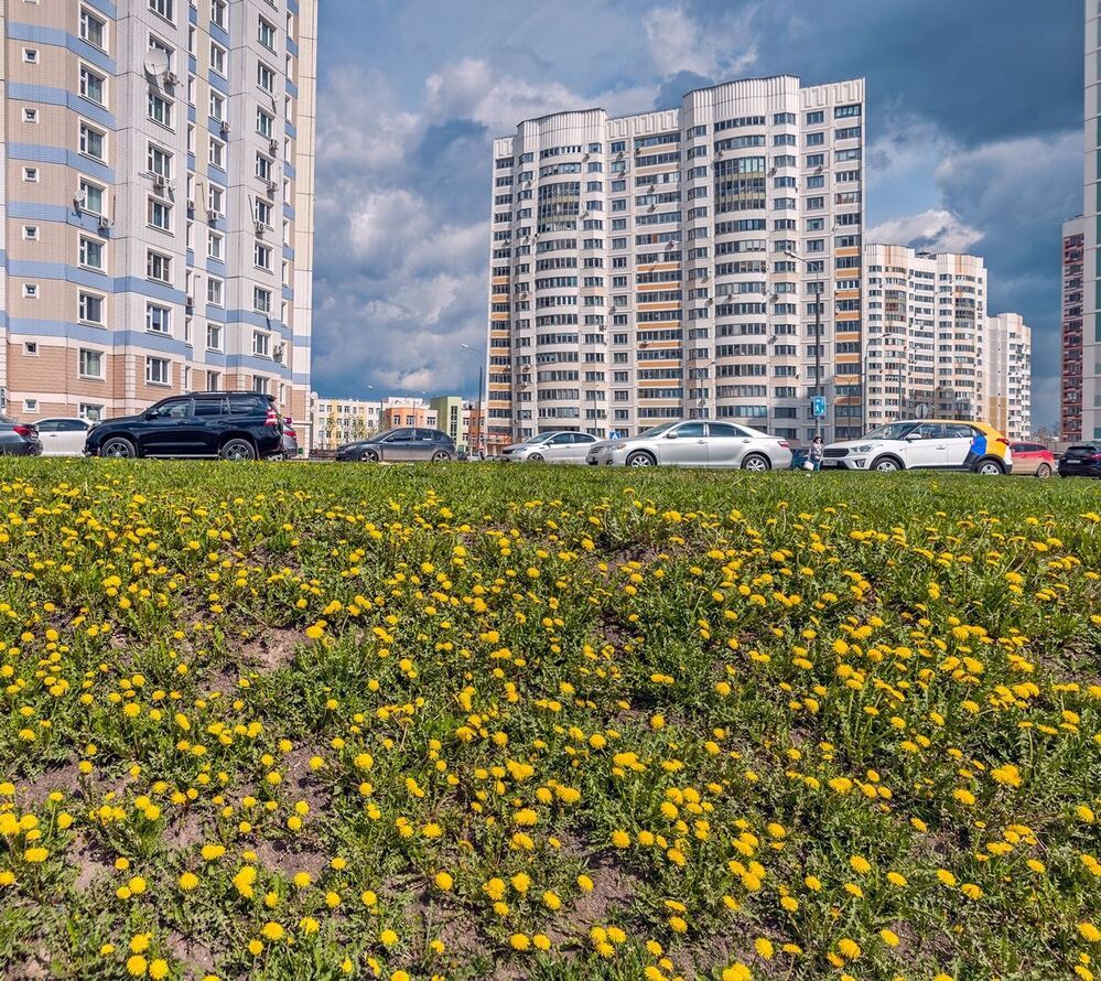 Одуванчики в городе