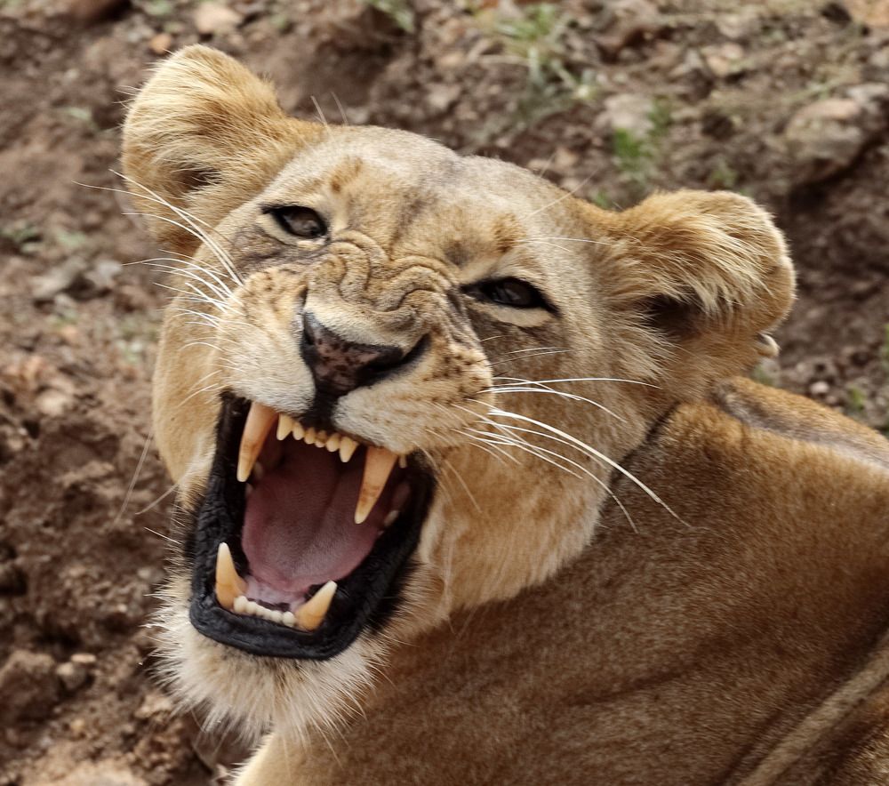Nairobi National Park