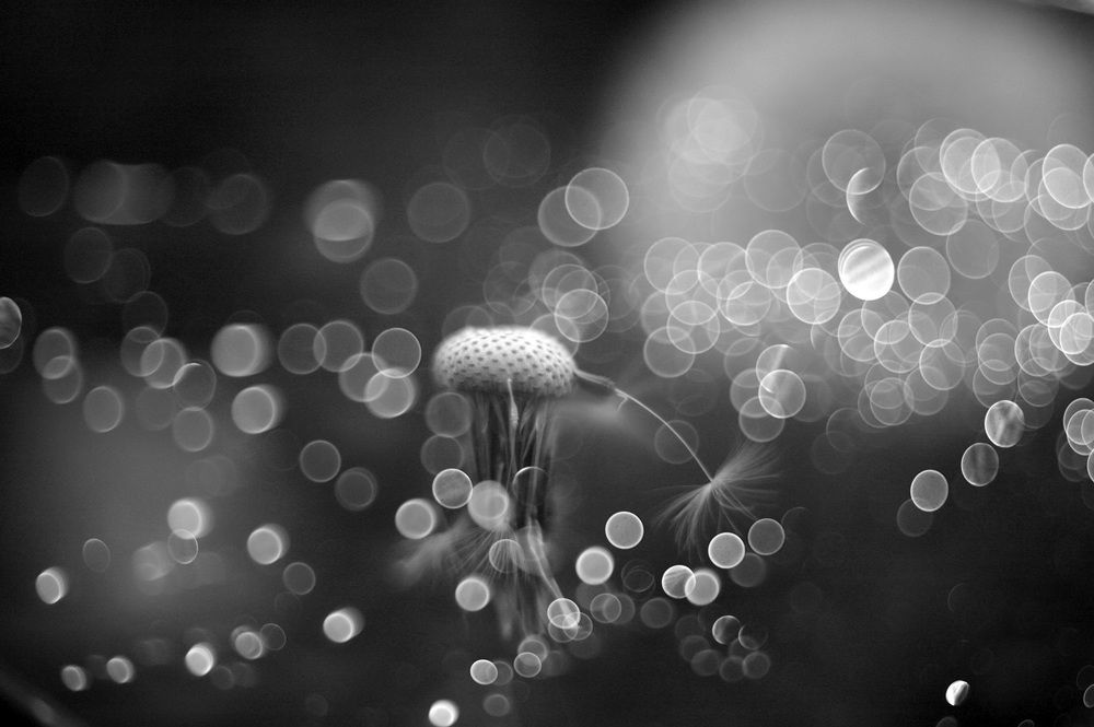 Melody of summer...