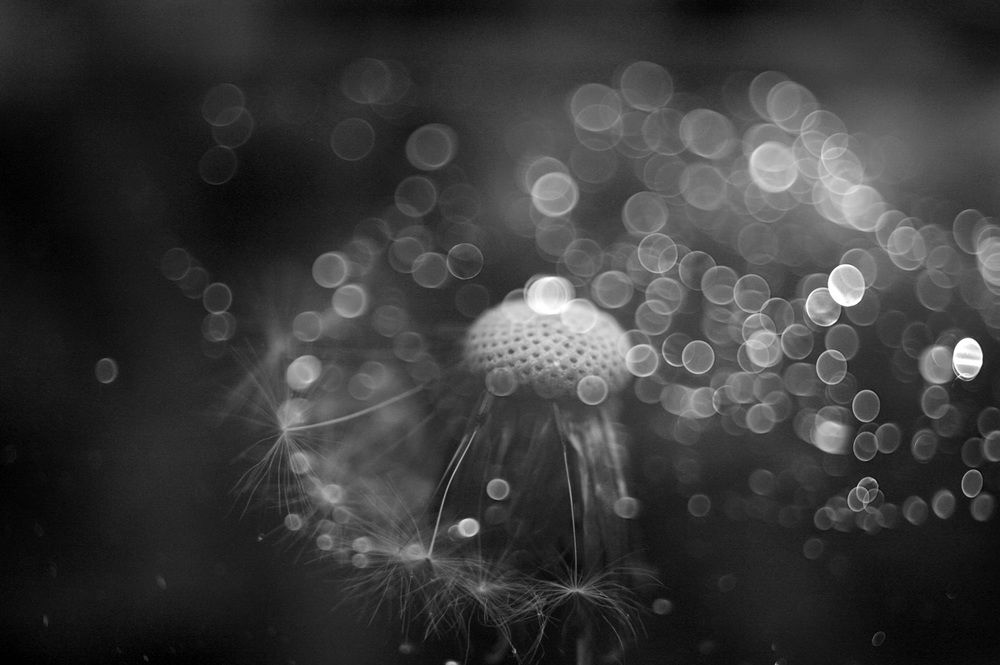 Melody of summer...