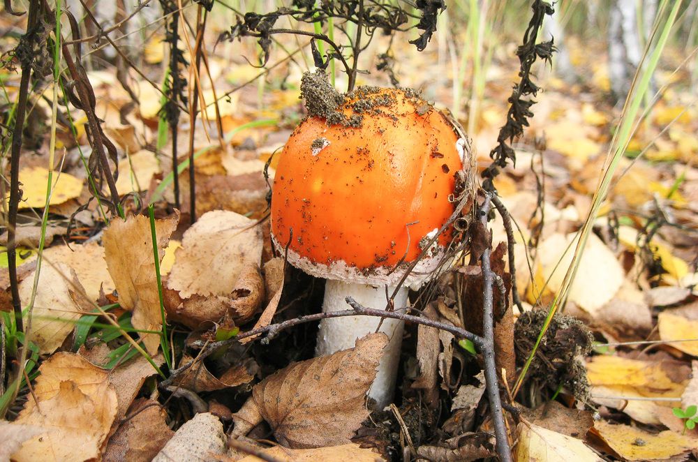 Мухомор красный (Amanita muscaria)