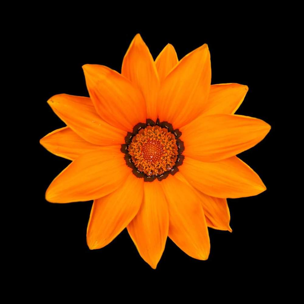 FLORES/FLOWERS